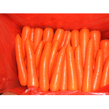 Nueva cosecha de zanahoria fresca al por mayor (80-150g)